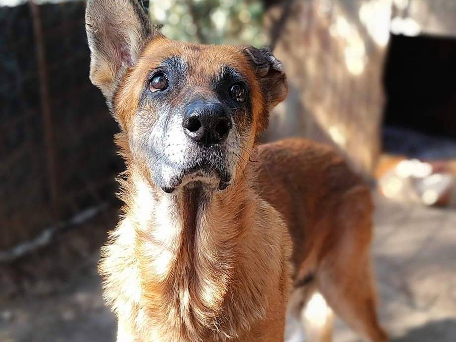 Adotta un cane, femmina, 13 anni e 4 mesi, Como