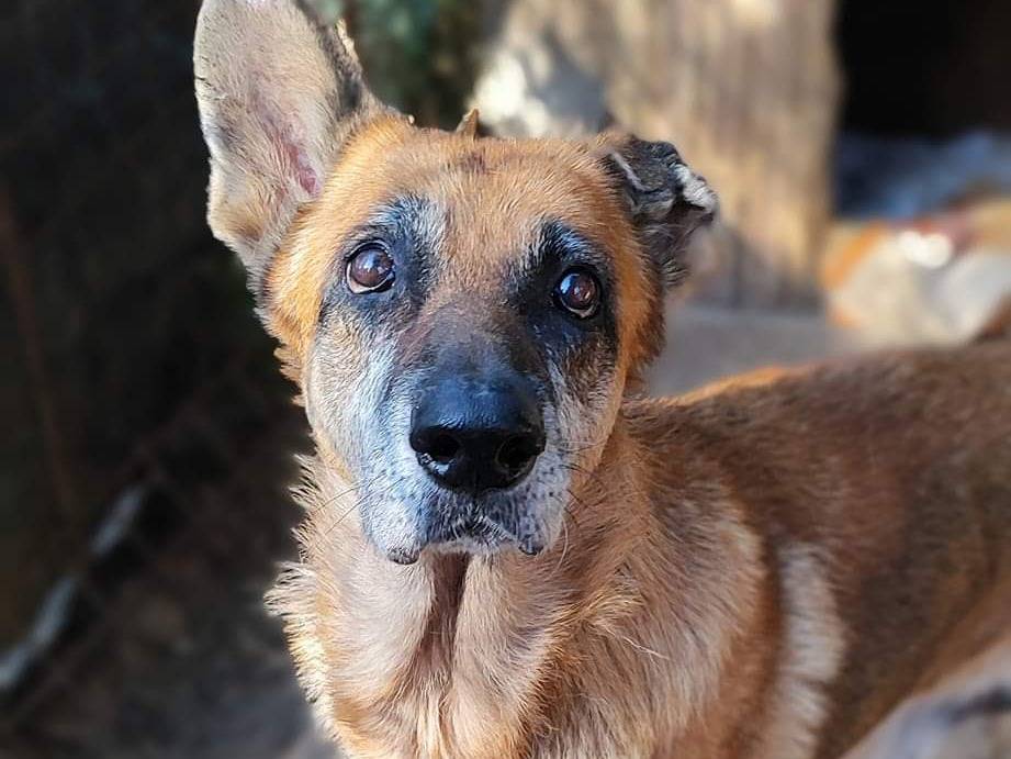 Adotta un cane, taglia grande, femmina, Como