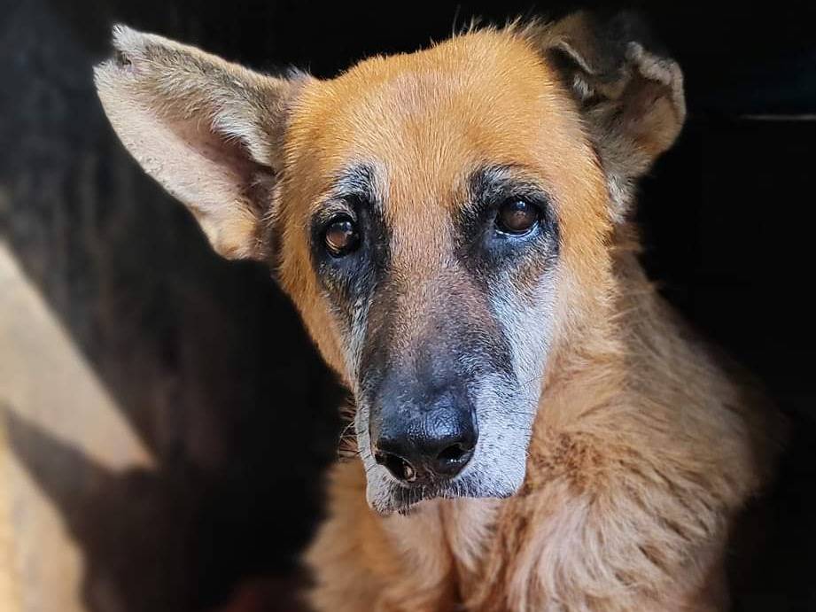 Vuoi adottare un cane a Como?