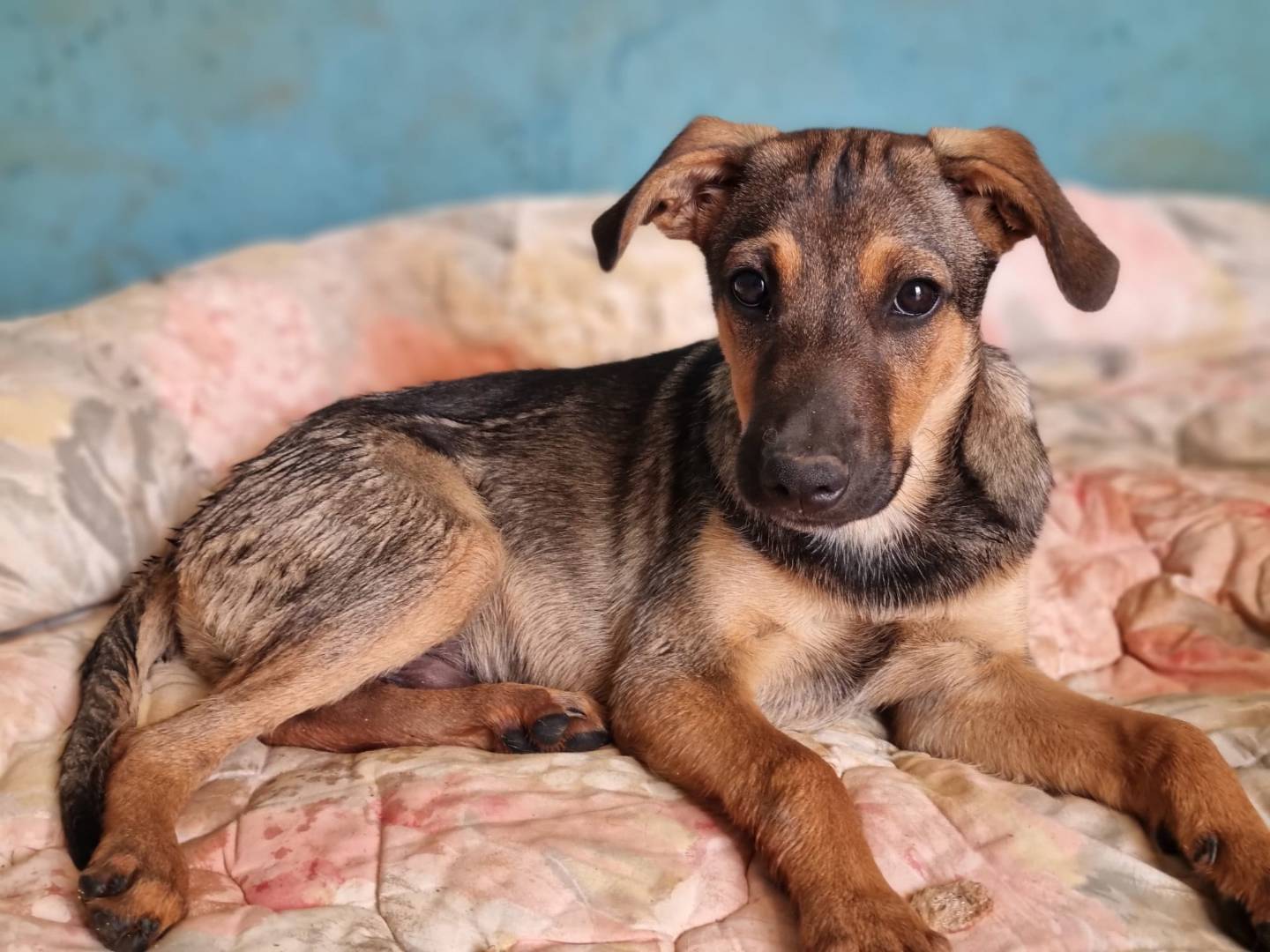 Adotta un cane, taglia media contenuta, maschio, Lecce