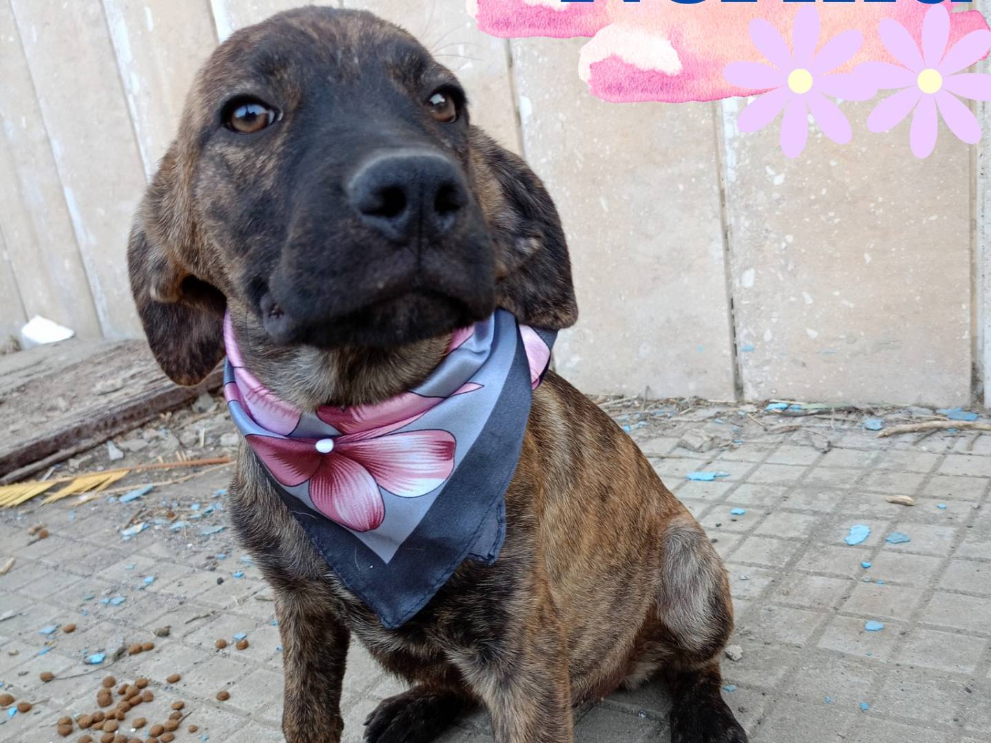 Adozione cane, femmina, Razza sconosciuta Razza sconosciuta, 4 mesi, taglia piccola, Cosenza