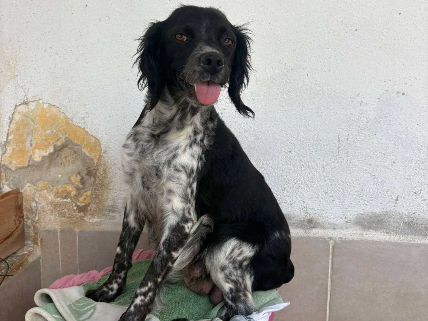 Adozione cane, femmina, Breton Razza sconosciuta, 1 anno e 3 mesi, taglia media contenuta, Caserta