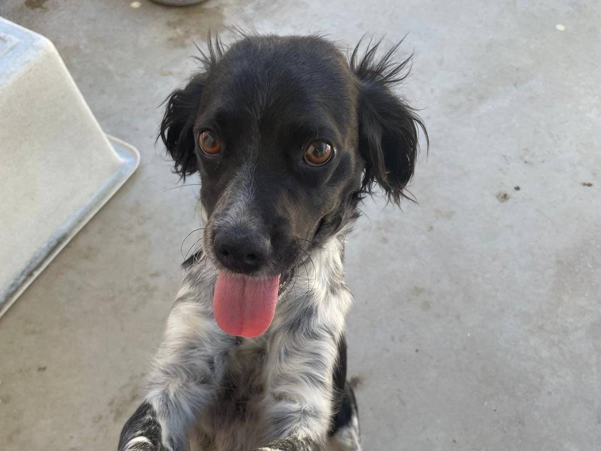 Adotta un cane, femmina, 1 anno e 3 mesi, Caserta