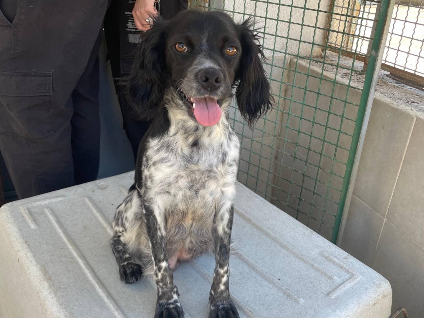 Adotta un cane, taglia media contenuta, femmina, Caserta