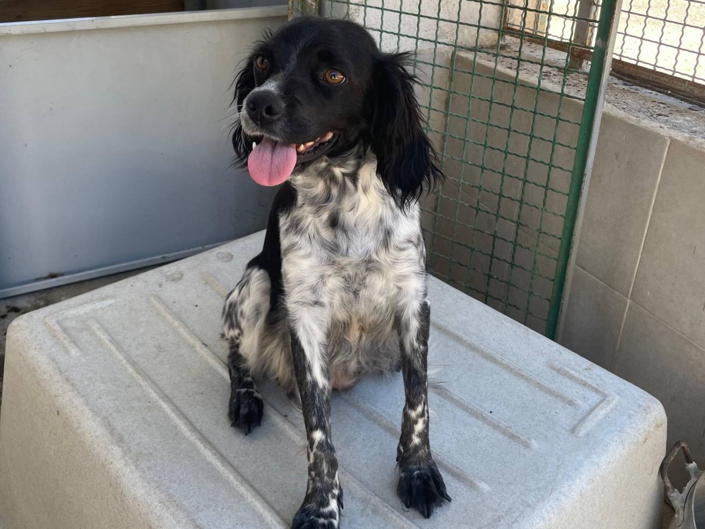 Vuoi adottare un cane a Caserta?