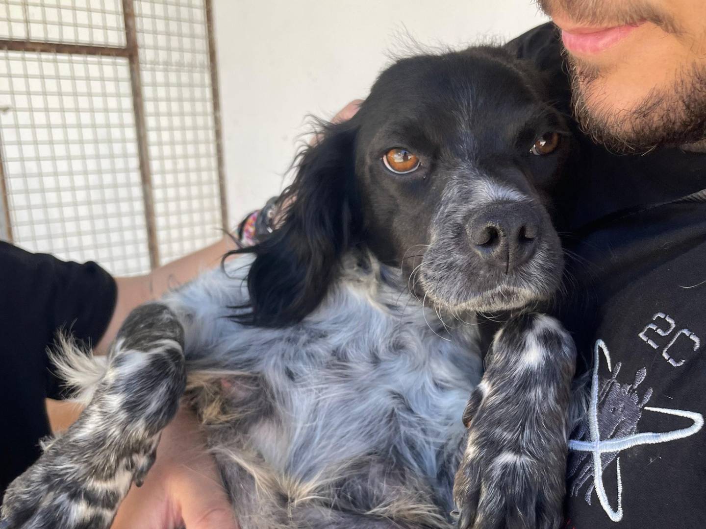 Adotta il cane SERENA a Caserta