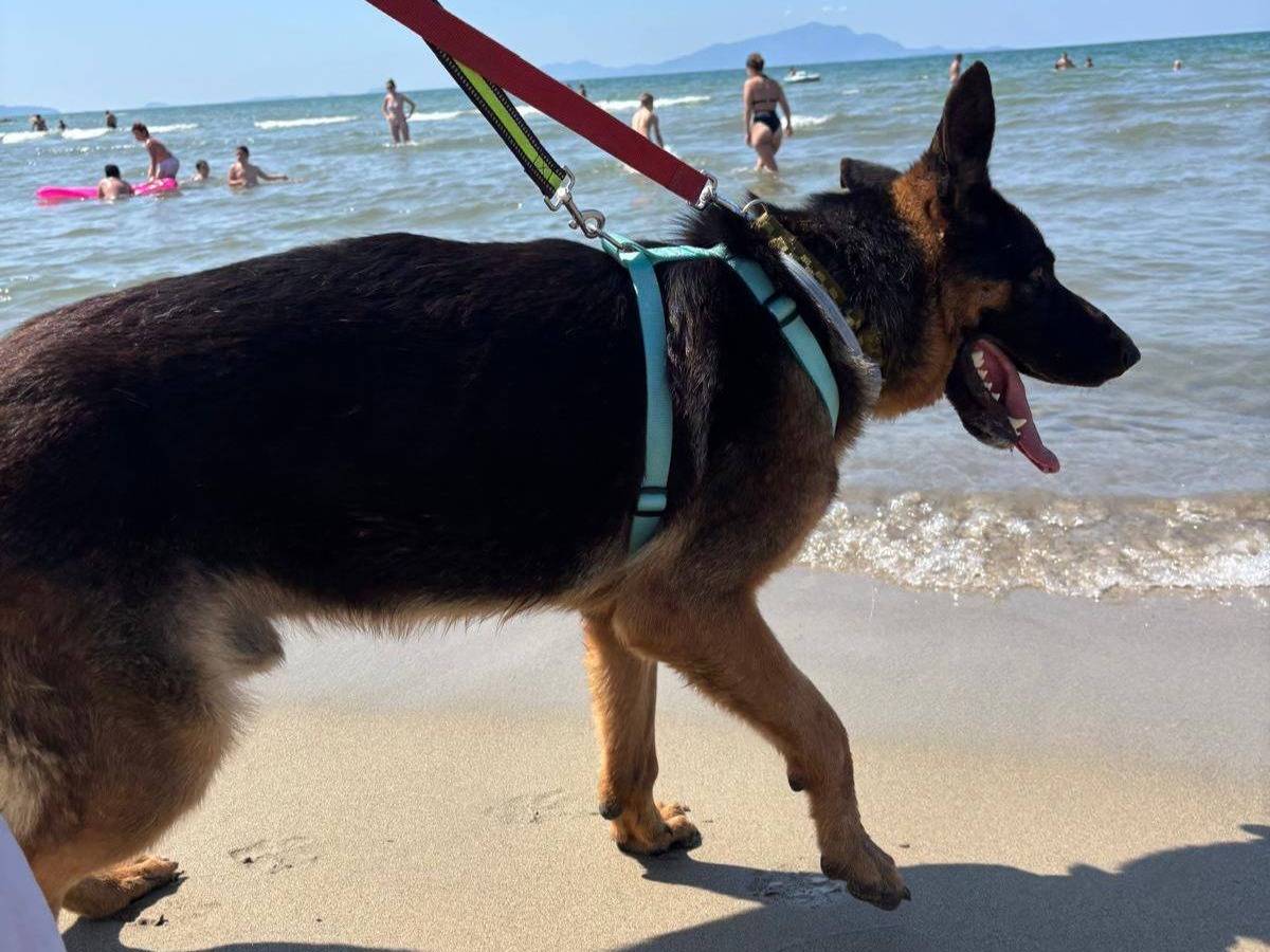 Adotta un cane, taglia grande, maschio, Caserta