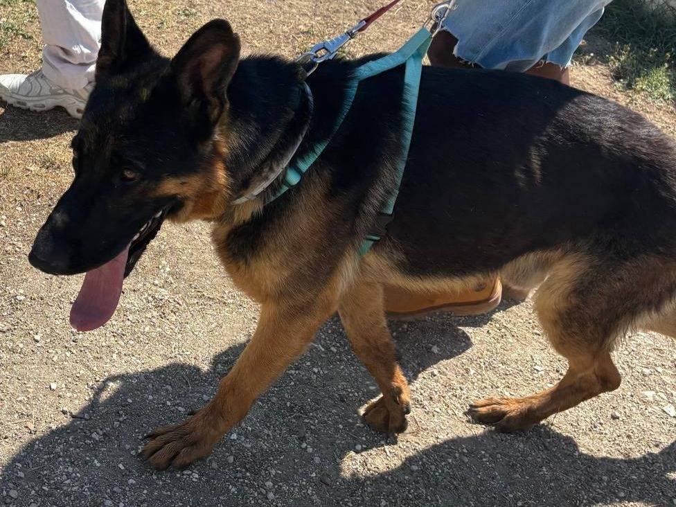 Vuoi adottare un cane a Caserta?