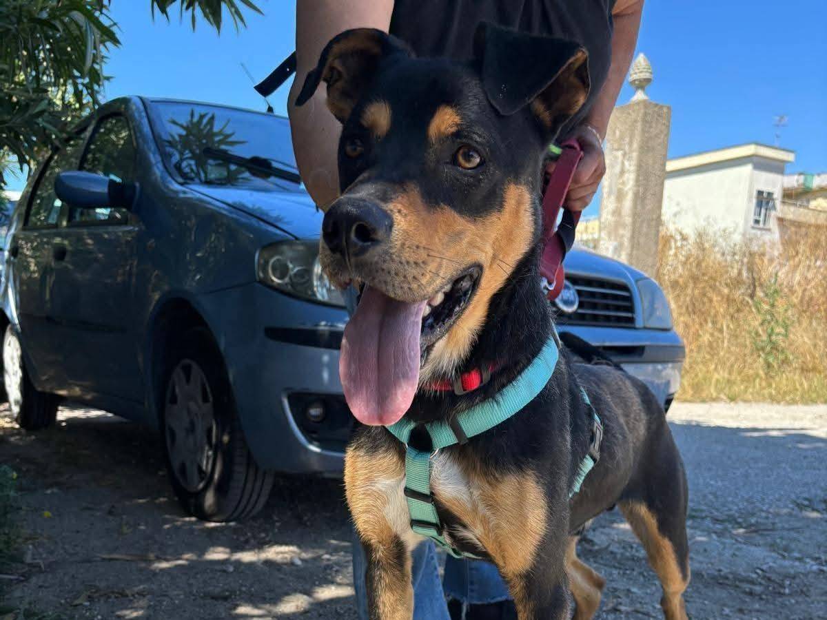 Vuoi adottare un cane a Caserta?
