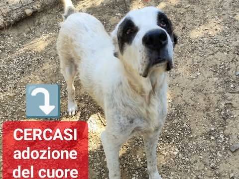 Adozione cane, maschio, Razza sconosciuta Razza sconosciuta, 2 anni e 6 mesi, taglia gigante, Palermo