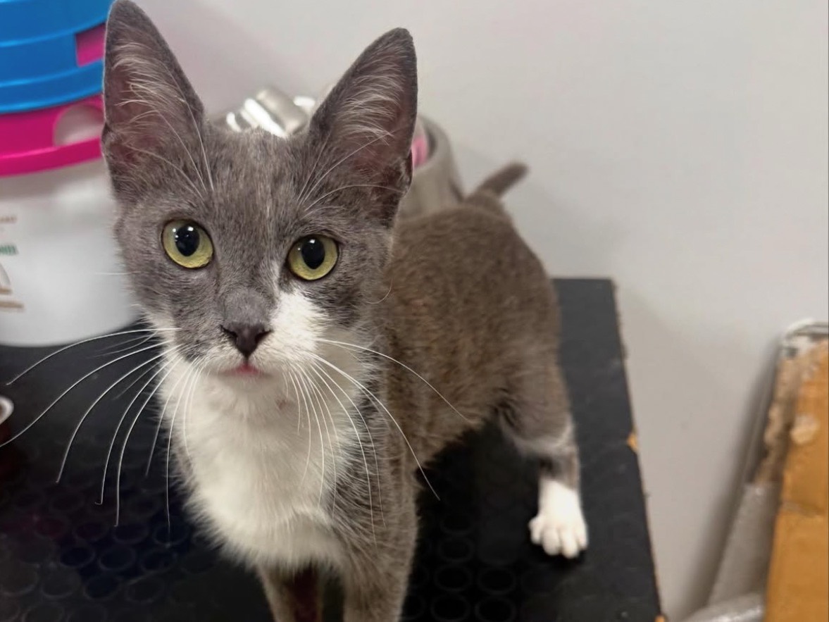Adozione gatto, femmina, Razza sconosciuta Razza sconosciuta, 7 mesi, taglia non valida, Roma