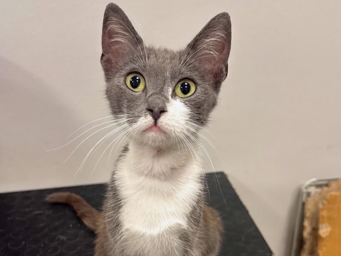 Adotta un gatto, taglia non valida, femmina, Roma