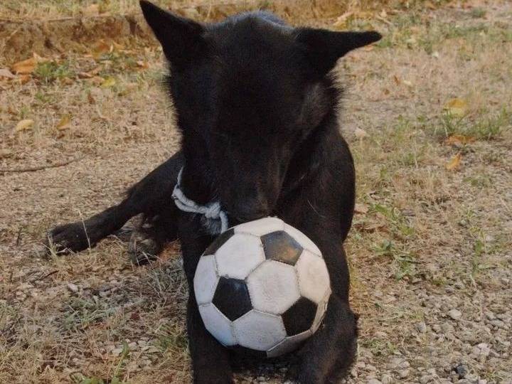 Vuoi adottare un cane a Viterbo?