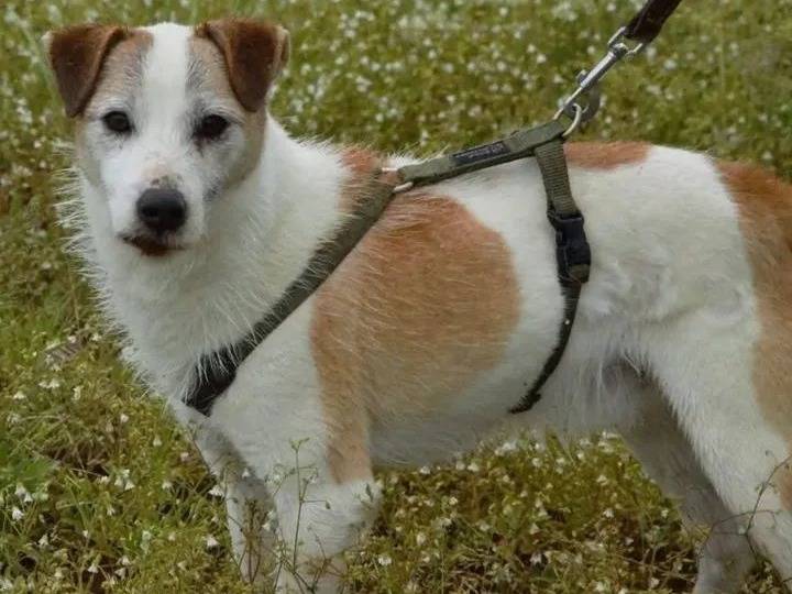 Adozione cane, maschio, Jack Russell Terrier Razza sconosciuta, 4 anni e 1 mese, taglia piccola, Viterbo