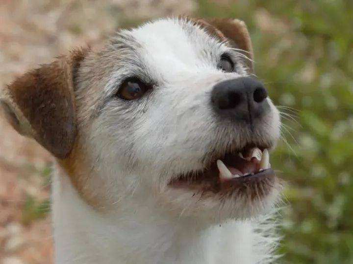 Adotta un cane, maschio, 4 anni e 1 mese, Viterbo