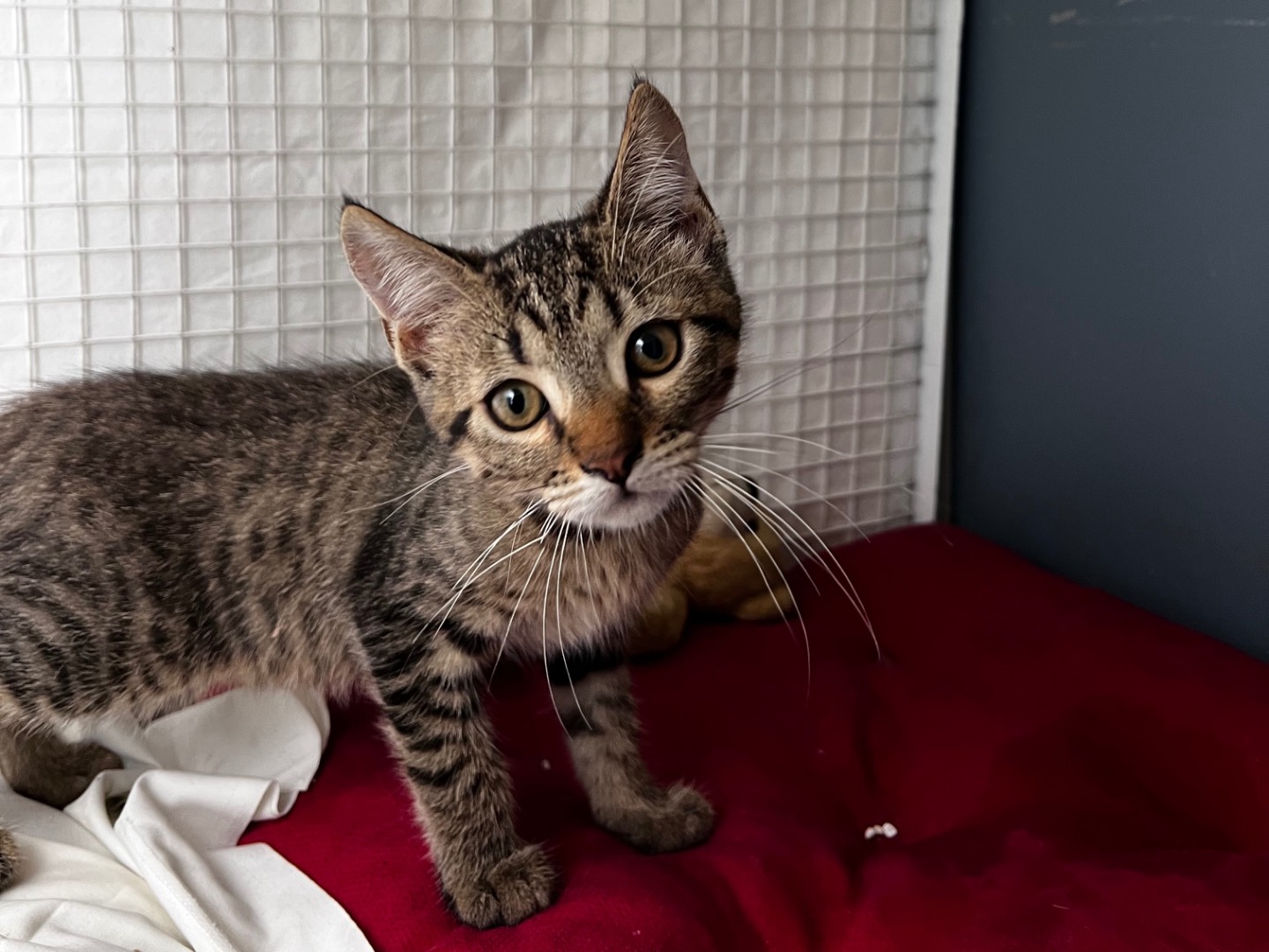 Adozione gatto, femmina, Razza sconosciuta Razza sconosciuta, 2 mesi, taglia non valida, Milano