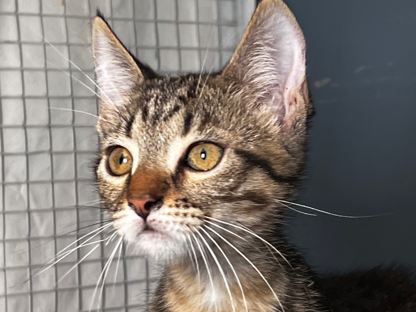 Adotta un gatto, femmina, 2 mesi, Milano