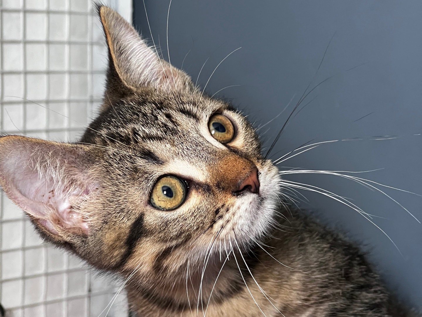 Adotta un gatto, taglia non valida, femmina, Milano