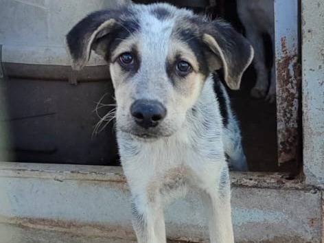 Adotta un cane, femmina, 3 mesi, Varese