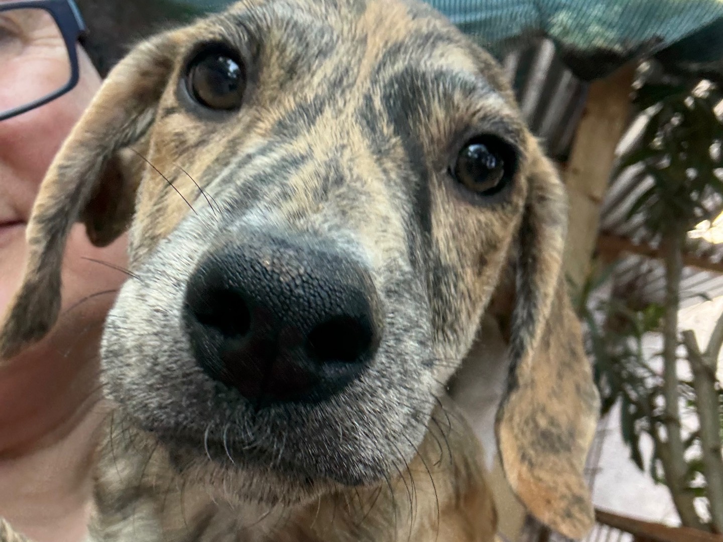 Adozione cane, maschio, Razza sconosciuta Razza sconosciuta, 3 mesi, taglia media contenuta, Catanzaro