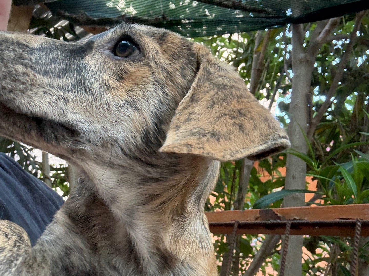 Adotta un cane, maschio, 3 mesi, Catanzaro