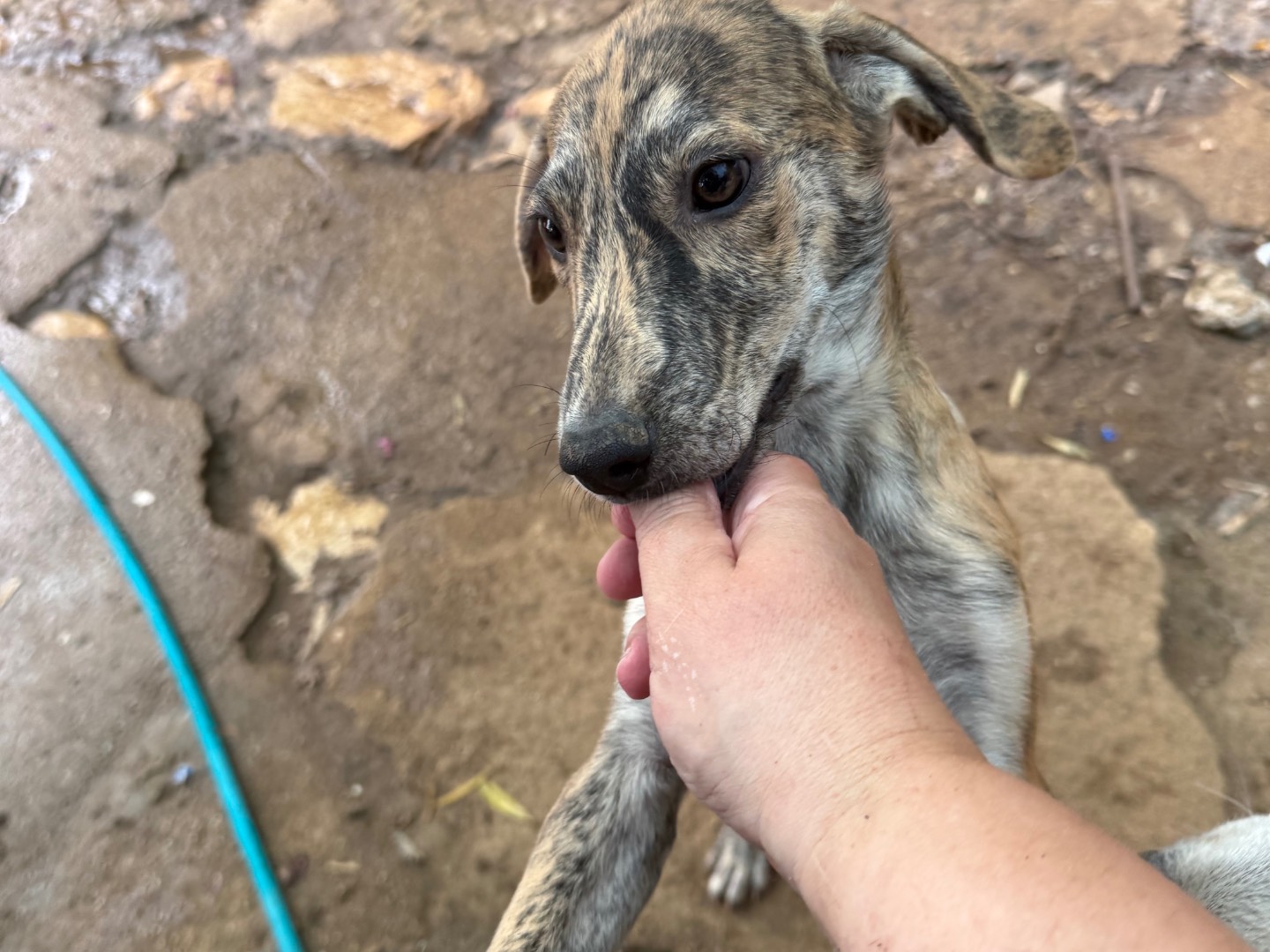 Adotta un cane, taglia media contenuta, maschio, Catanzaro