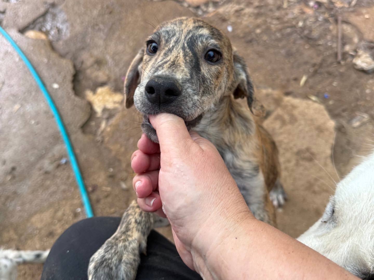 Adotta il cane Simba a Catanzaro