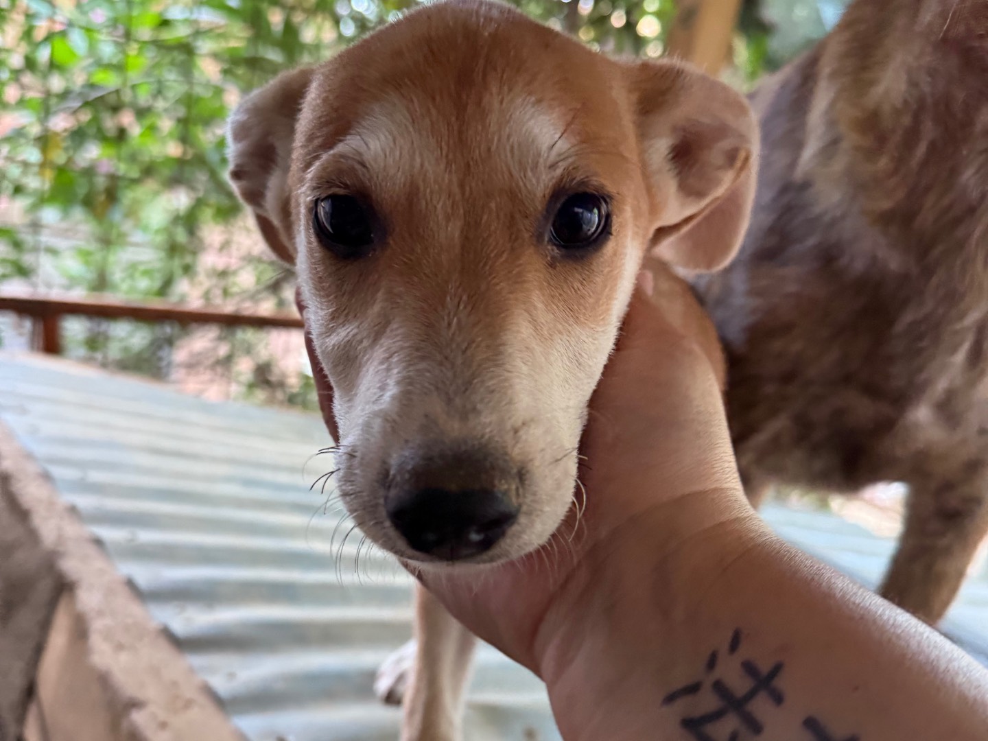 Adotta un cane, maschio, 3 mesi, Catanzaro