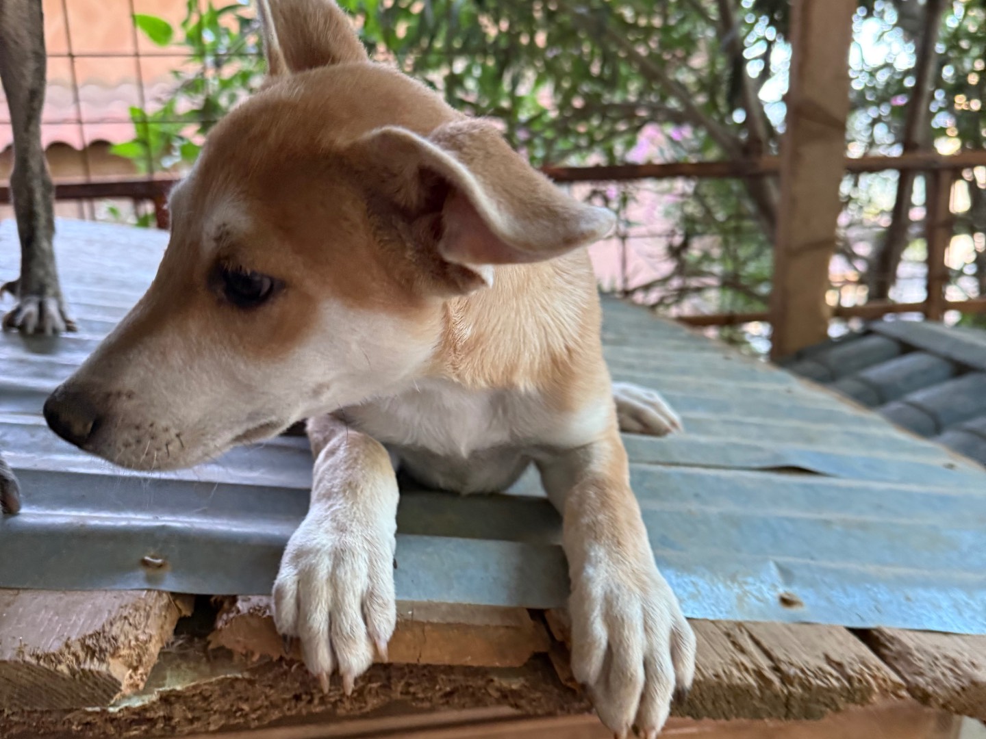 Vuoi adottare un cane a Catanzaro?