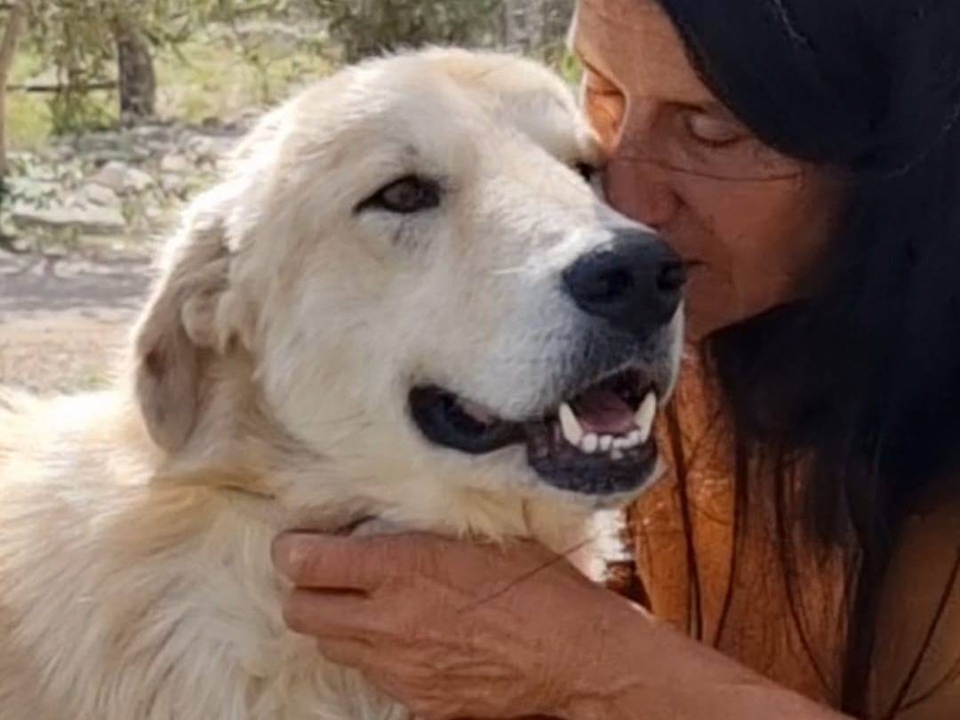Adozione cane, maschio, Pastore maremmano Razza sconosciuta, 1 anno e 9 mesi, taglia grande, Bari