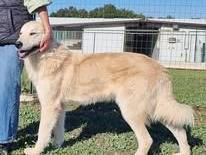 Adotta un cane, maschio, 1 anno e 9 mesi, Bari