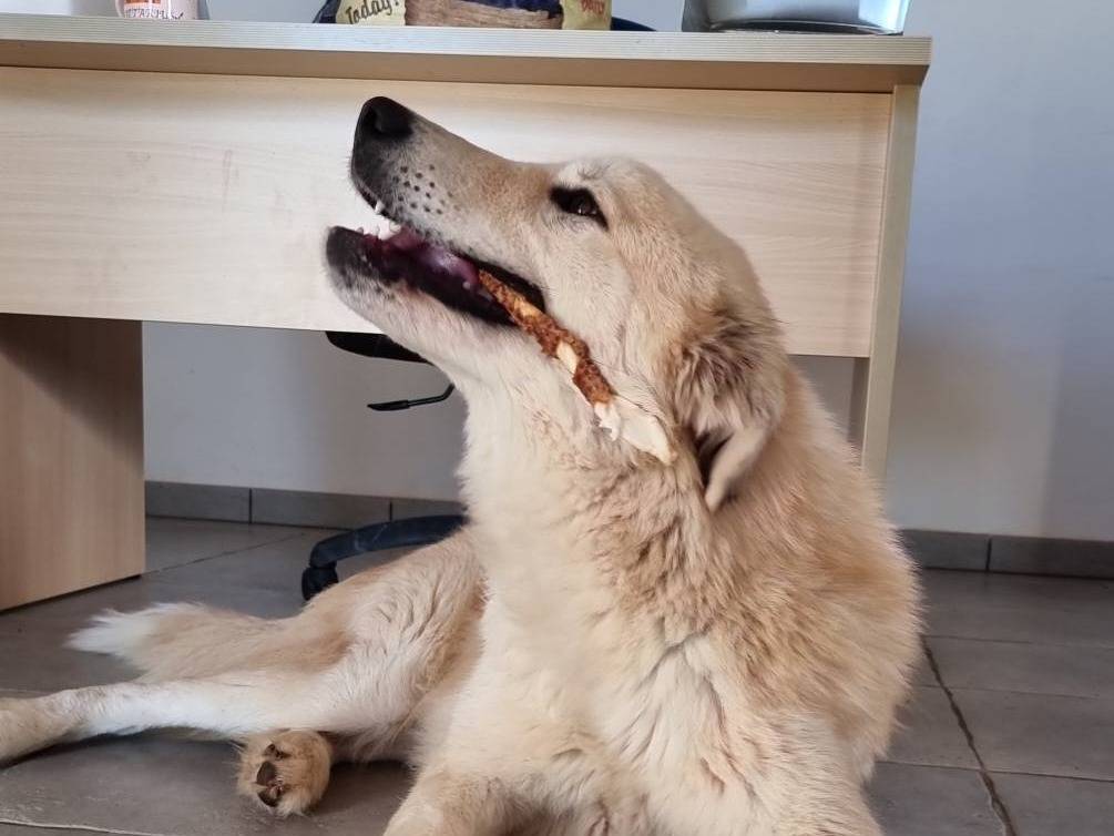 Adotta un cane, taglia grande, maschio, Bari