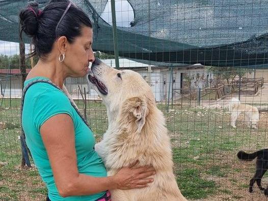 Adotta il cane Patrick a Bari