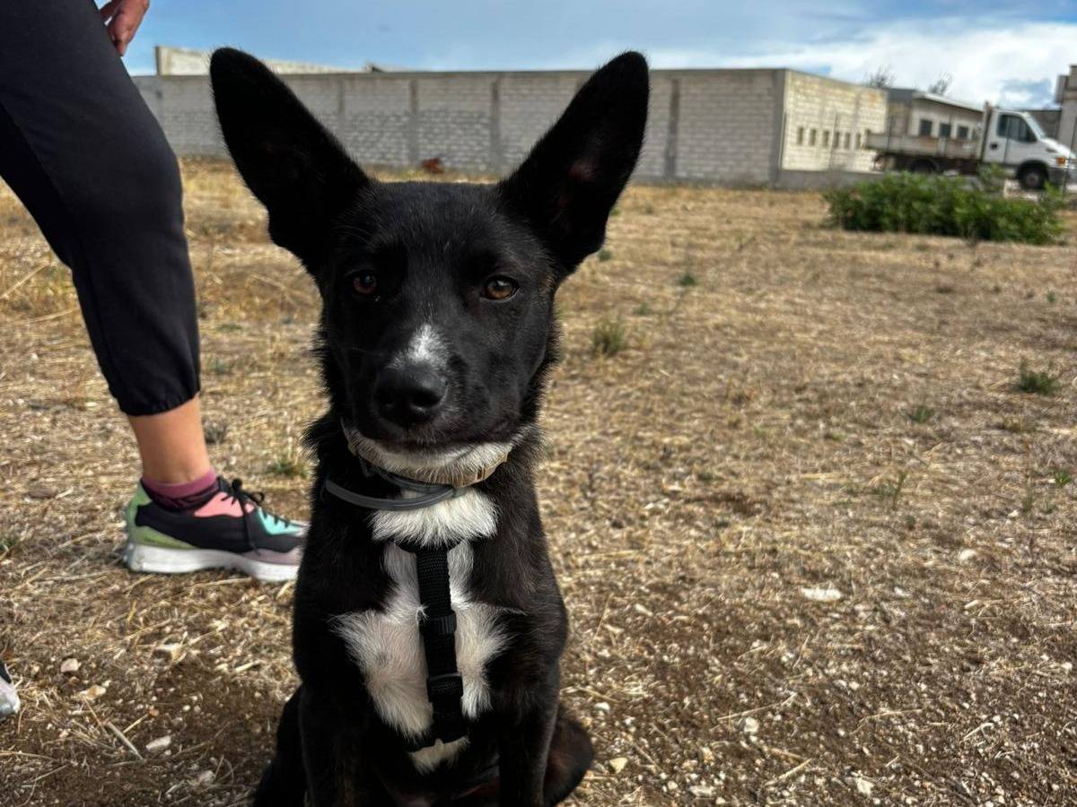 Adotta un cane, maschio, 7 mesi, Barletta