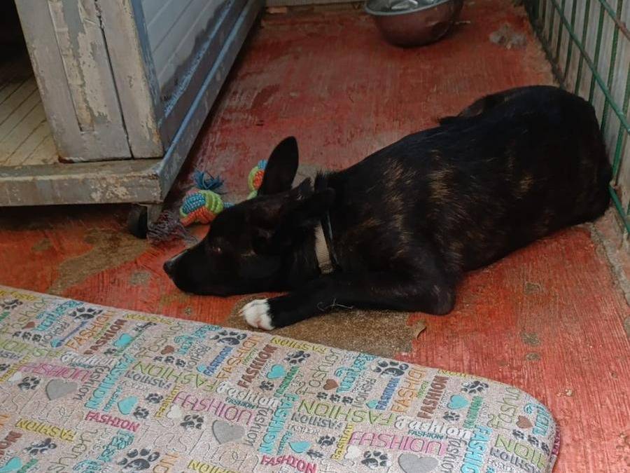 Vuoi adottare un cane a Barletta?