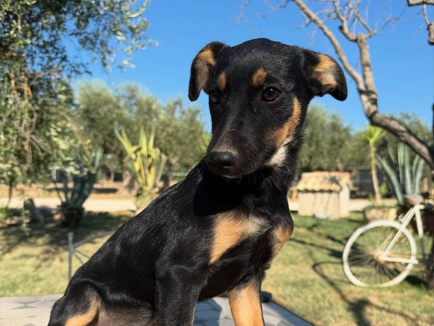 Adozione cane, femmina, Razza sconosciuta Razza sconosciuta, 3 mesi, taglia media contenuta, Matera