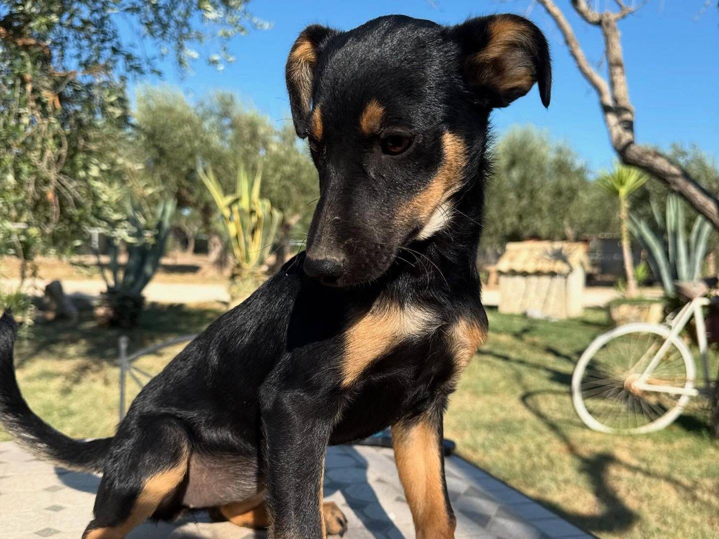 Adotta un cane, femmina, 3 mesi, Matera