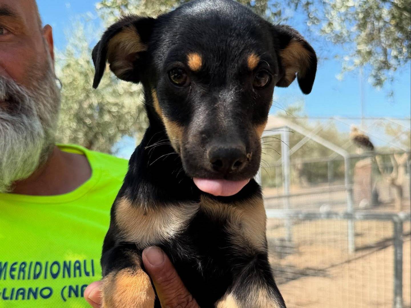 Adotta un cane, taglia media contenuta, femmina, Matera