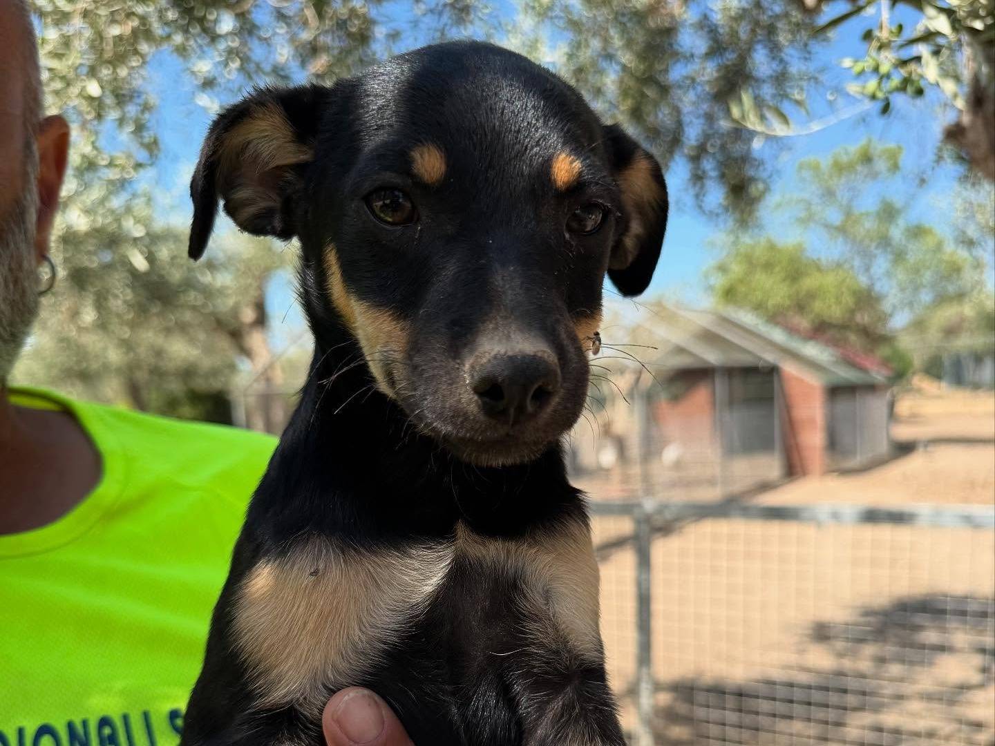 Vuoi adottare un cane a Matera?