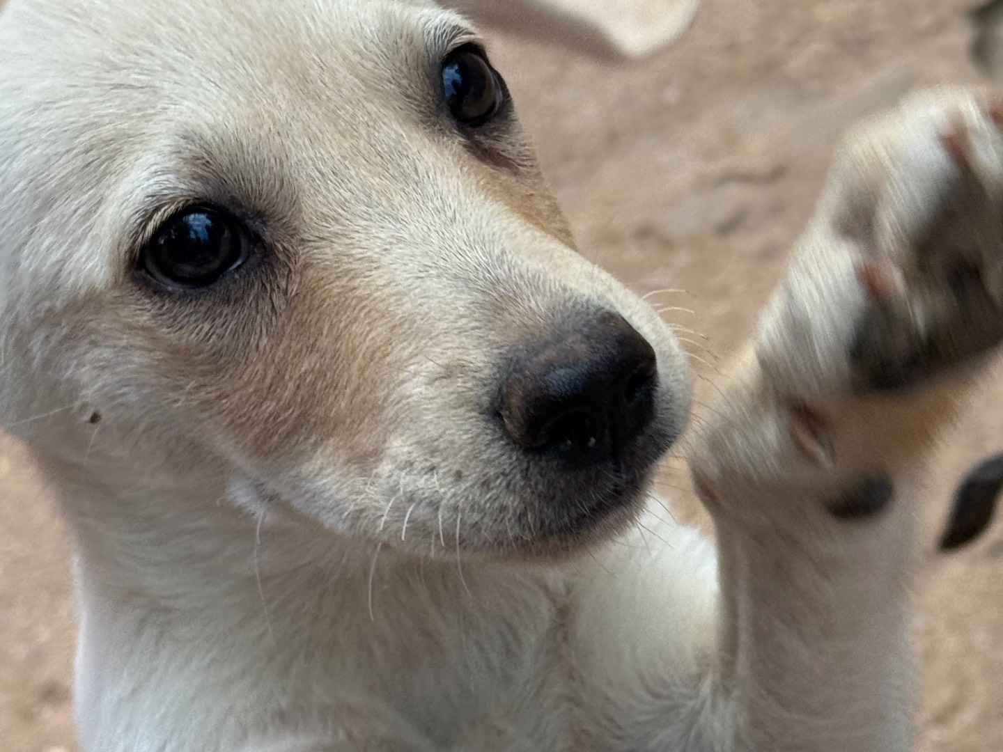 Adozione cane, femmina, Razza sconosciuta Razza sconosciuta, 3 mesi, taglia piccola, Catanzaro