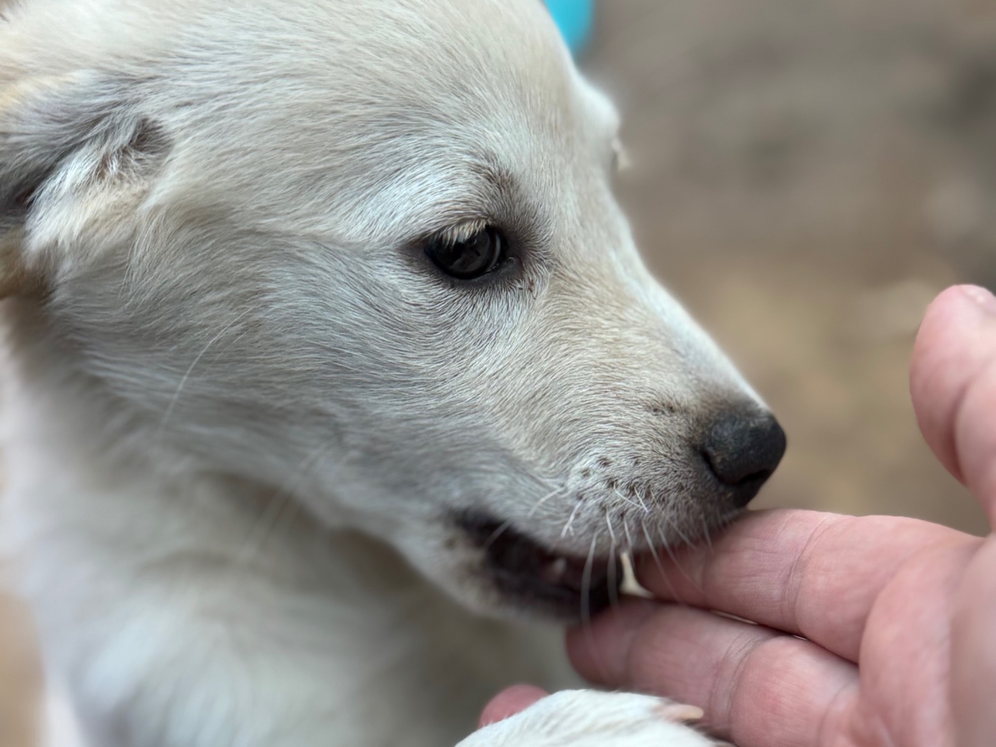 Adotta un cane, taglia piccola, femmina, Catanzaro