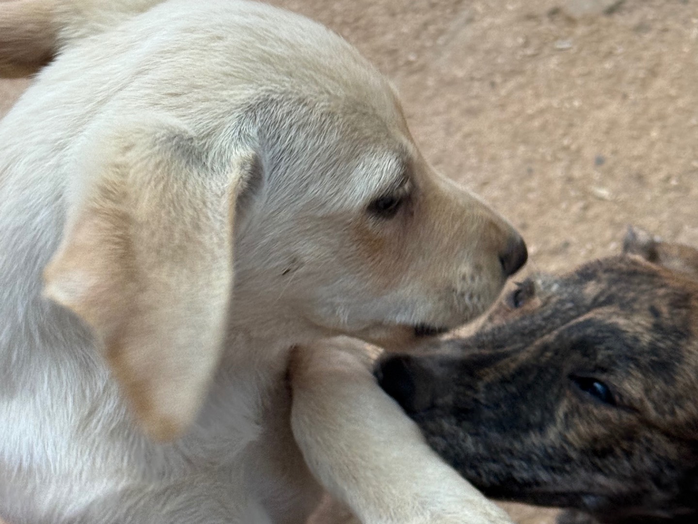 Vuoi adottare un cane a Catanzaro?