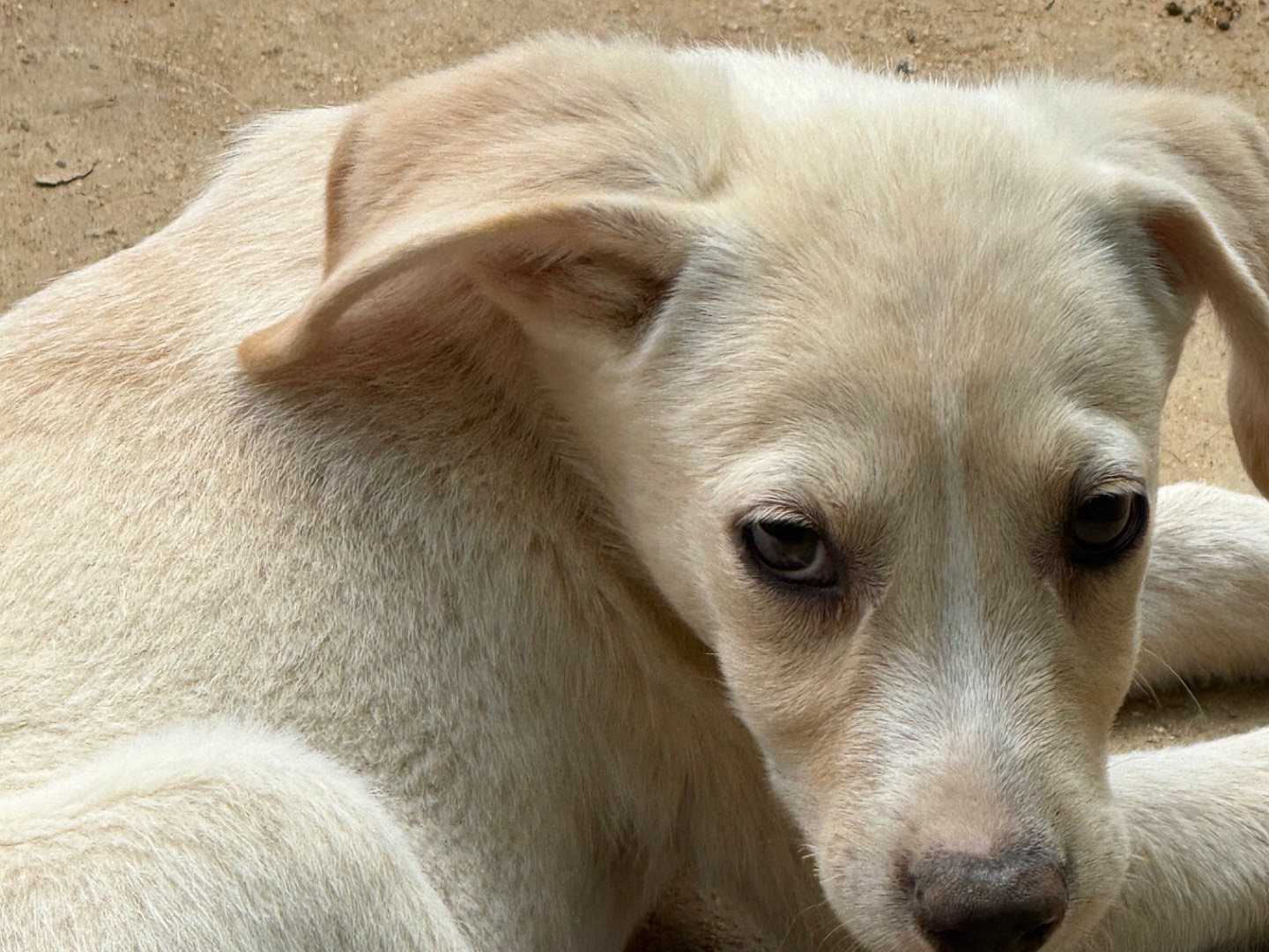 Adotta il cane Nina a Catanzaro