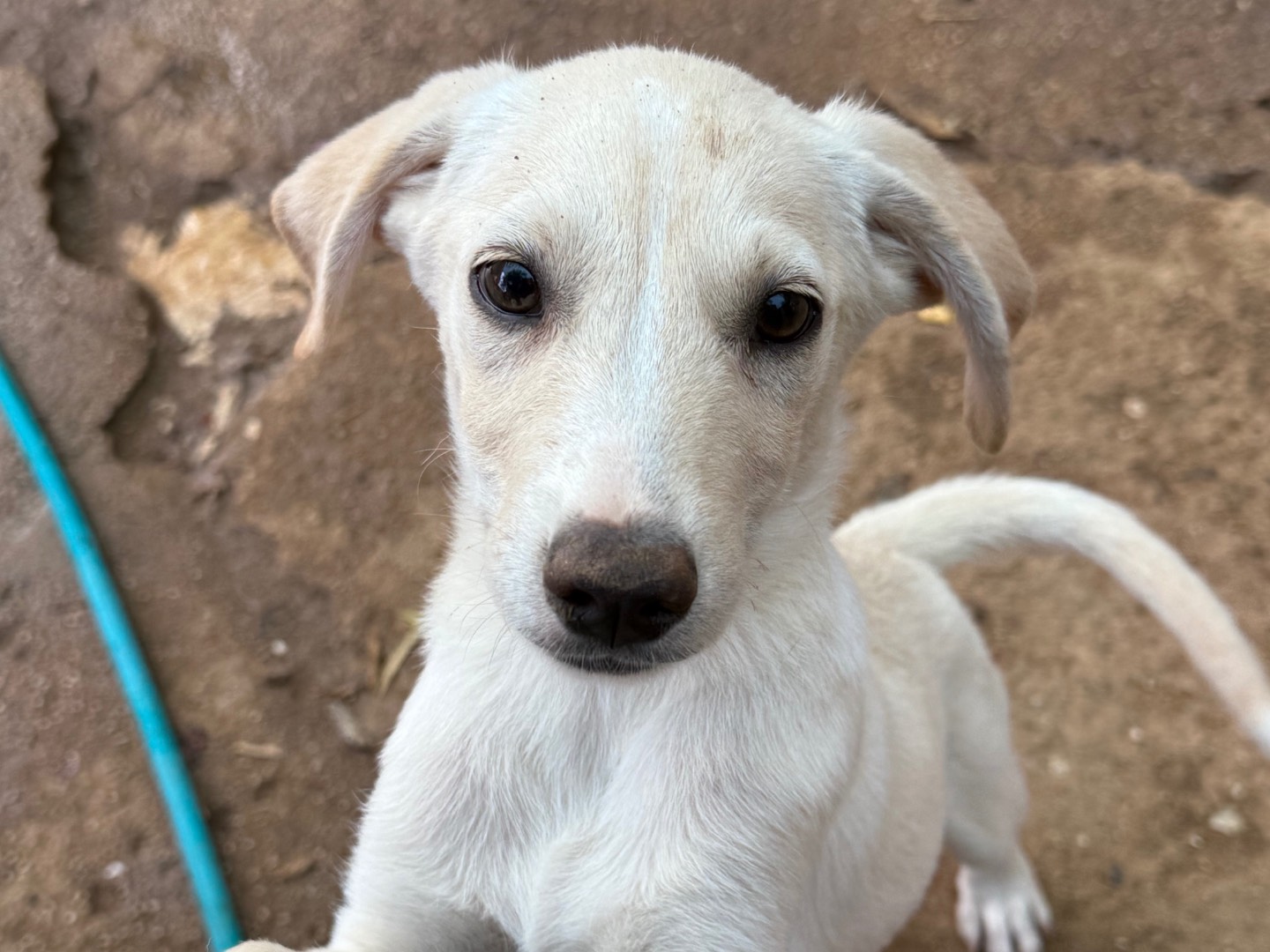 Adozione cane, maschio, Razza sconosciuta Razza sconosciuta, 3 mesi, taglia piccola, Catanzaro