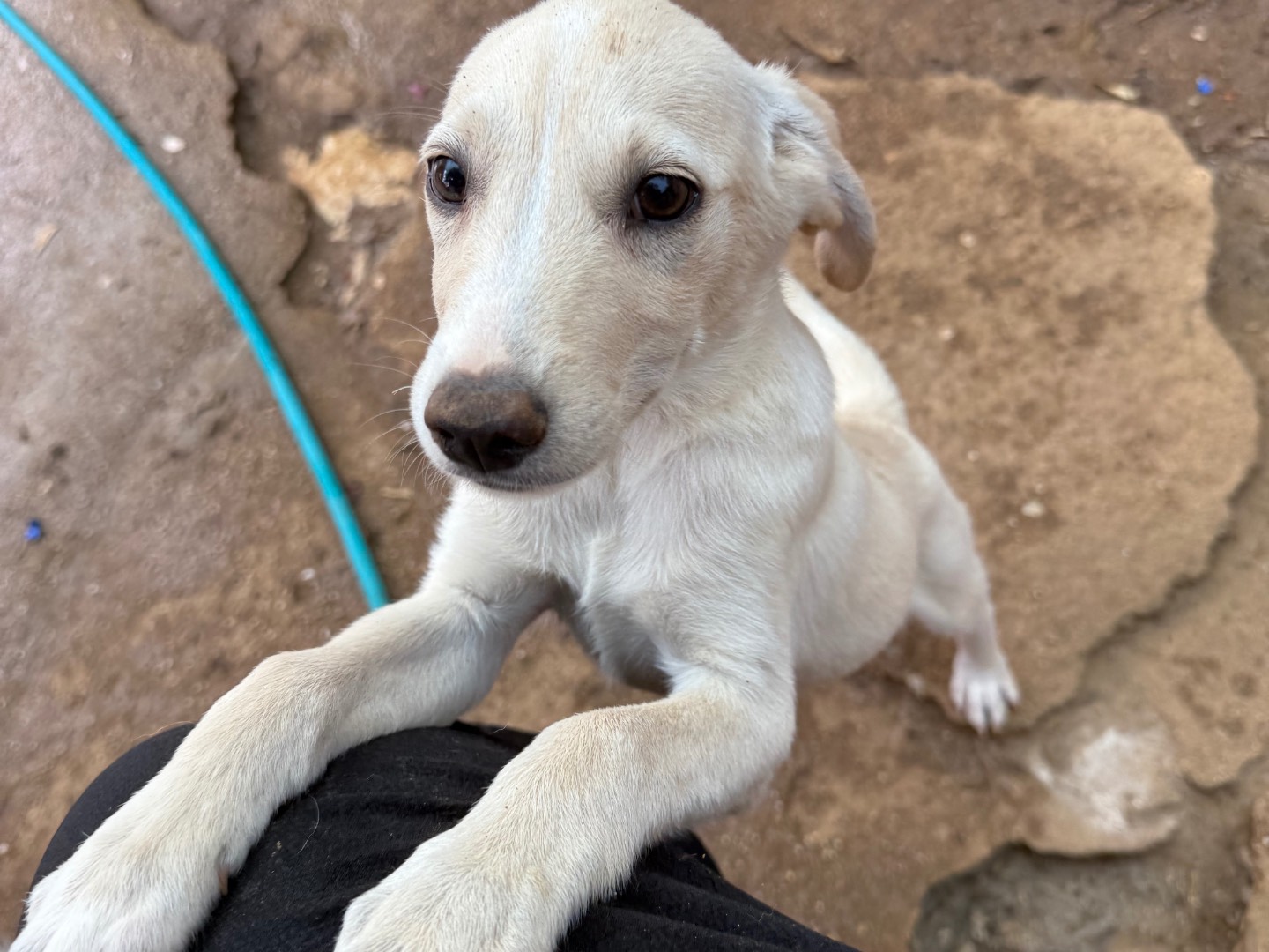 Adotta un cane, maschio, 3 mesi, Catanzaro