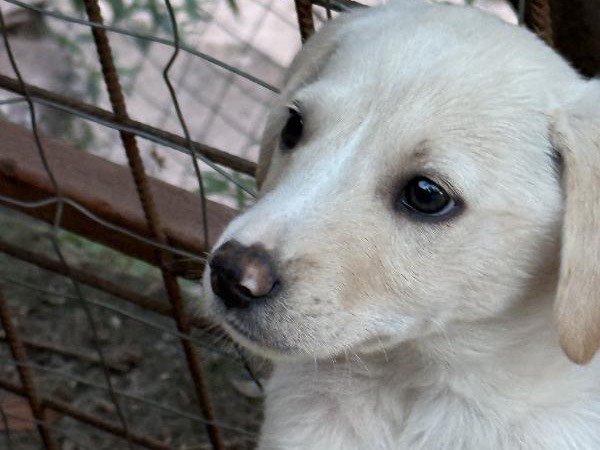 Adotta un cane, taglia piccola, maschio, Catanzaro