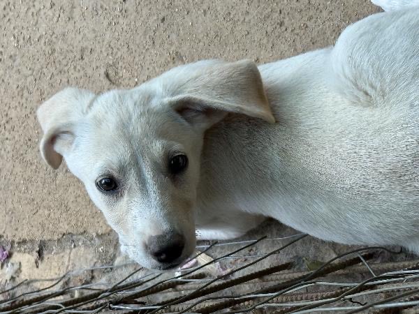 Vuoi adottare un cane a Catanzaro?