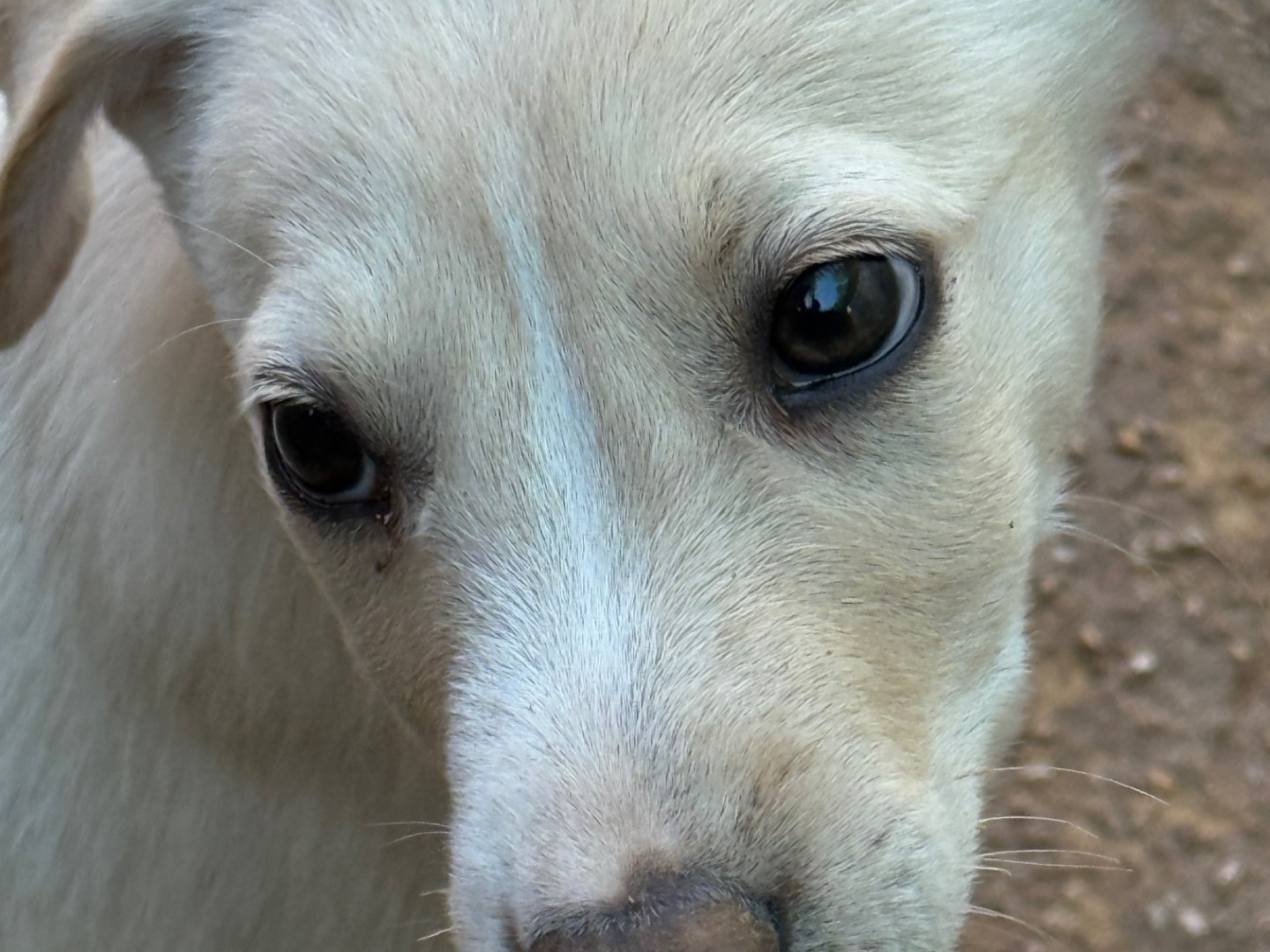 Adotta il cane Balù a Catanzaro