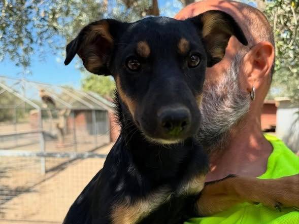 Adozione cane, femmina, Razza sconosciuta Razza sconosciuta, 3 mesi, taglia media contenuta, Matera