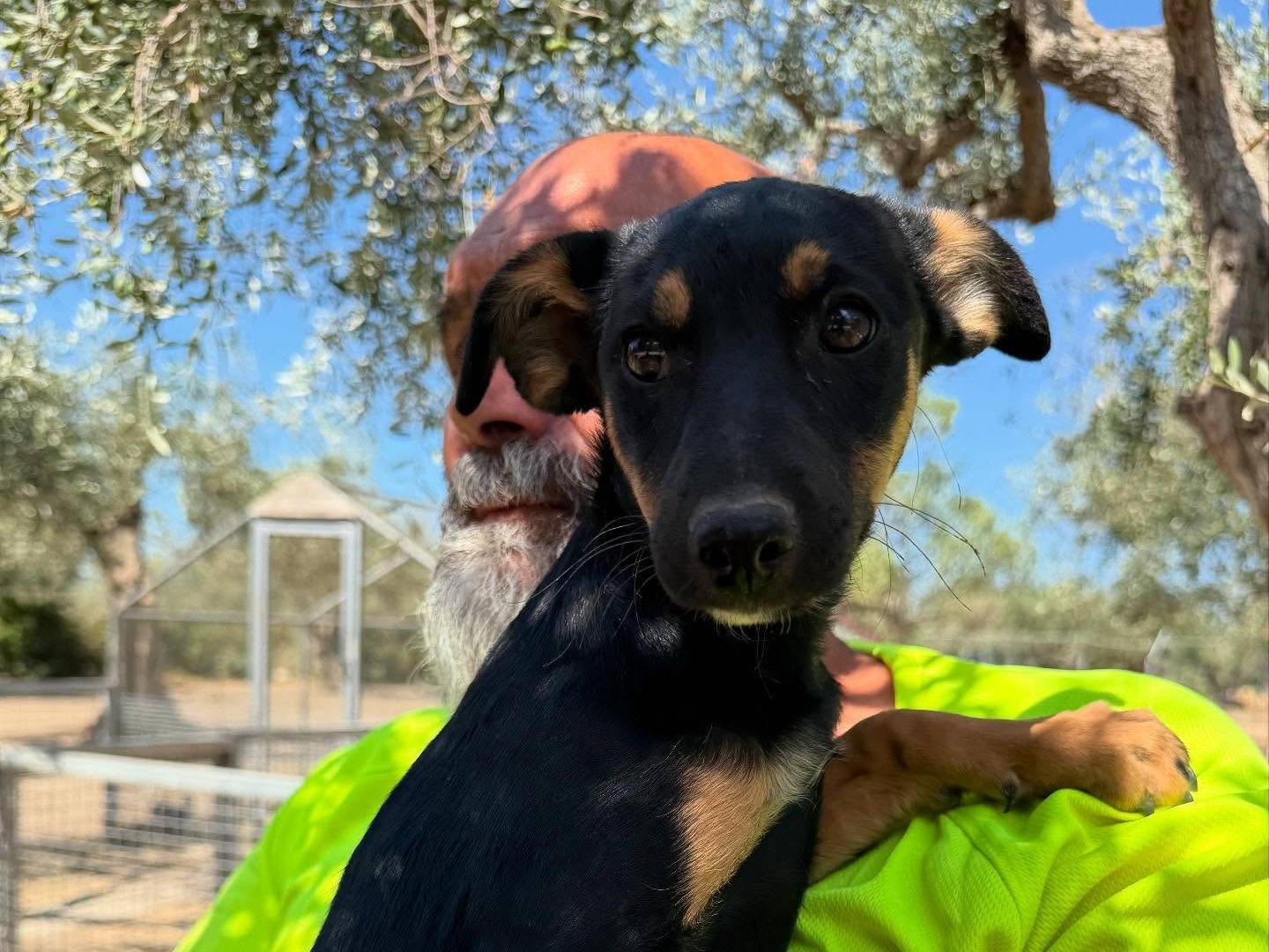 Adotta un cane, femmina, 3 mesi, Matera